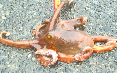 焼津港　タコ釣り、サビキ釣り　２７日、２８…